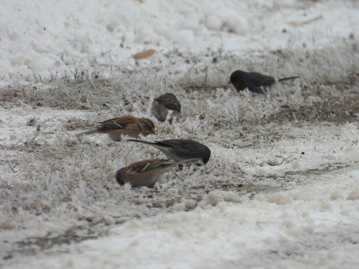 American Tree Sparrow - ML646859515