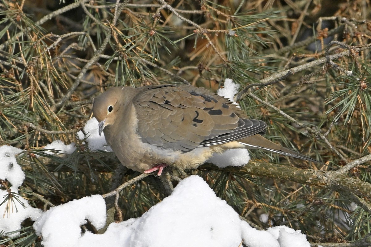 Mourning Dove - ML646859516