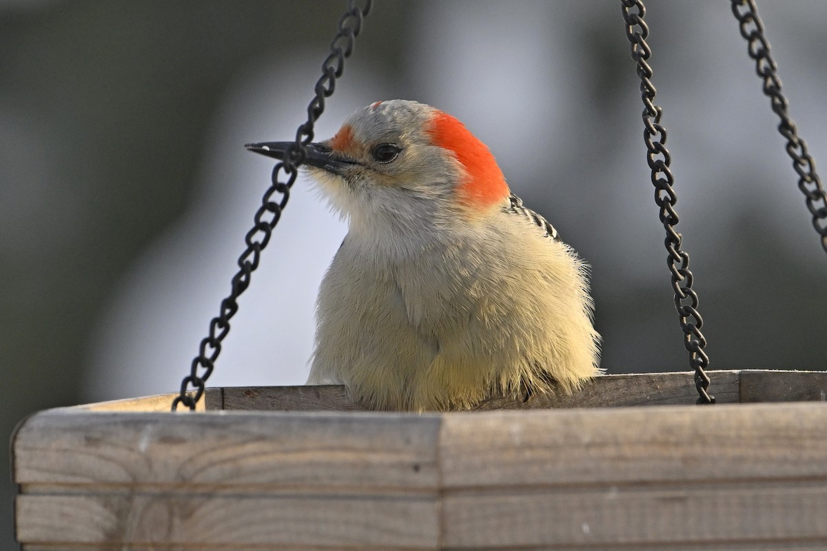 Red-bellied Woodpecker - ML646859522