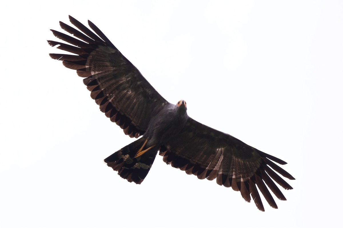 チュウヒダカ - ML646859525