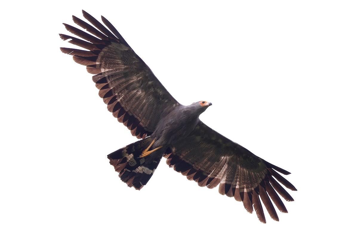 チュウヒダカ - ML646859526