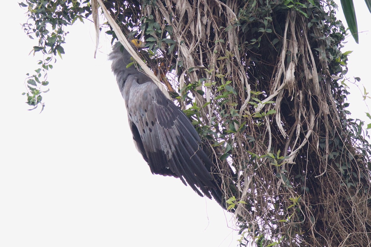 チュウヒダカ - ML646859527