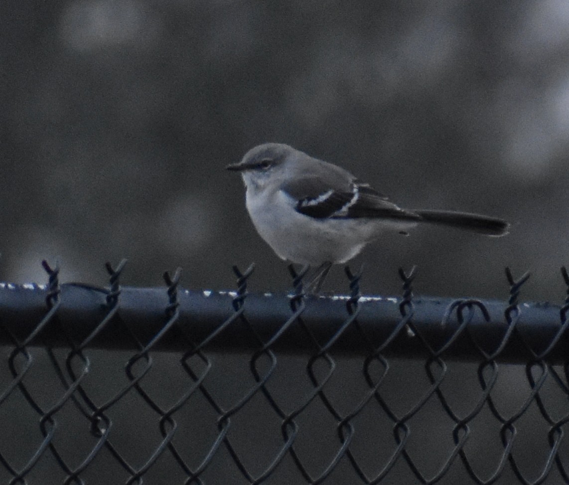 Northern Mockingbird - ML646859529