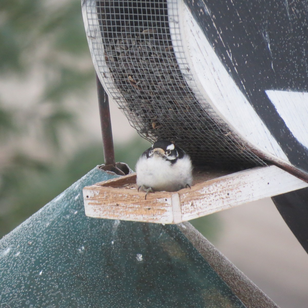 dunspett - ML646859530