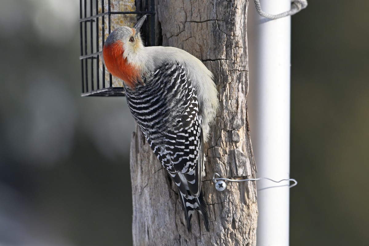 Red-bellied Woodpecker - ML646859531