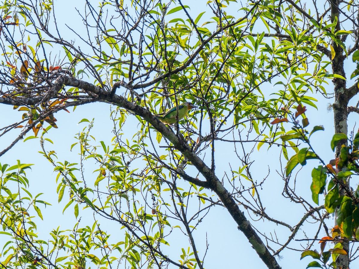 Golden-throated Barbet - ML646859532