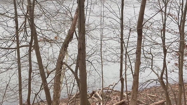 Yellow-bellied Sapsucker - ML646859533