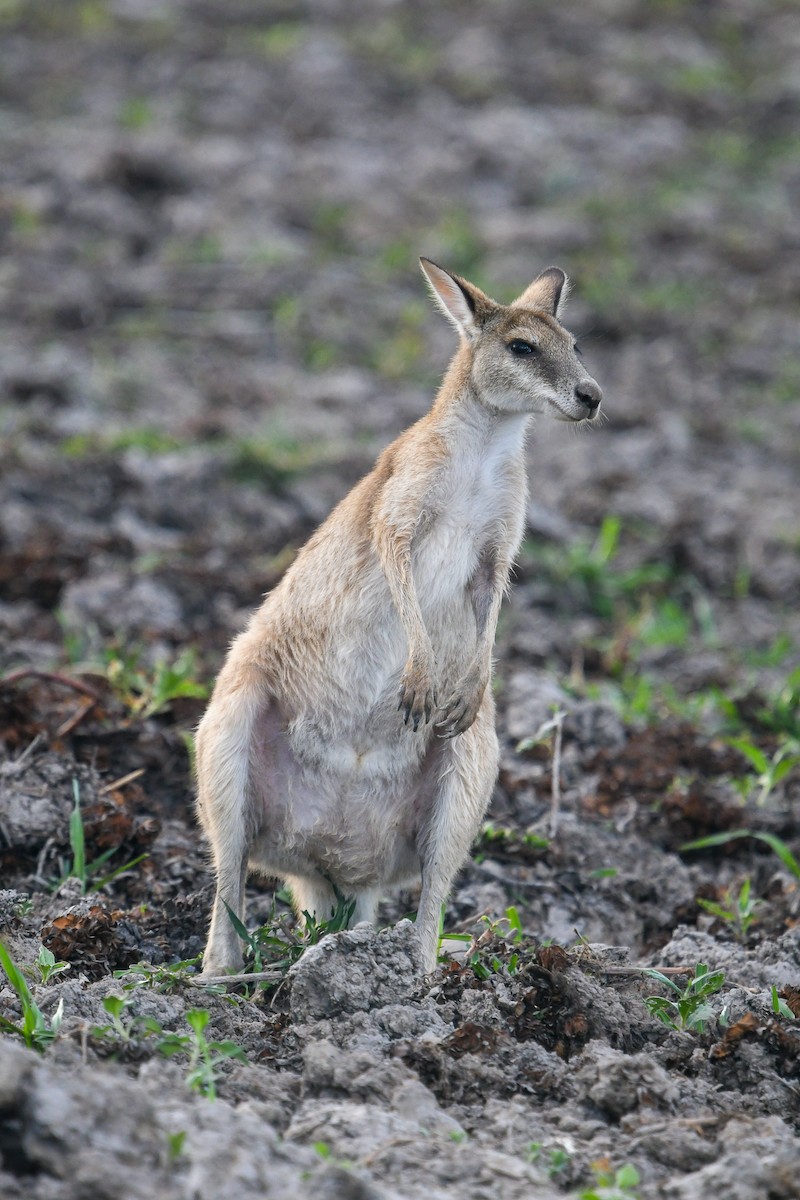 Ualabí Ágil - ML646859534