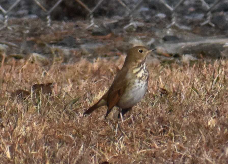 Hermit Thrush - ML646859535