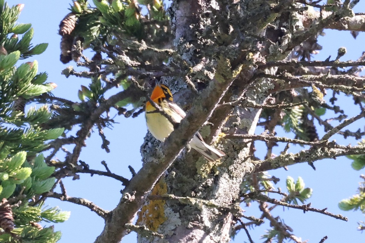 Reinita Gorjinaranja - ML646859537