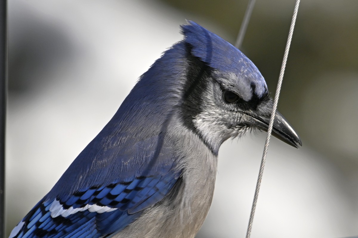 Blue Jay - ML646859538