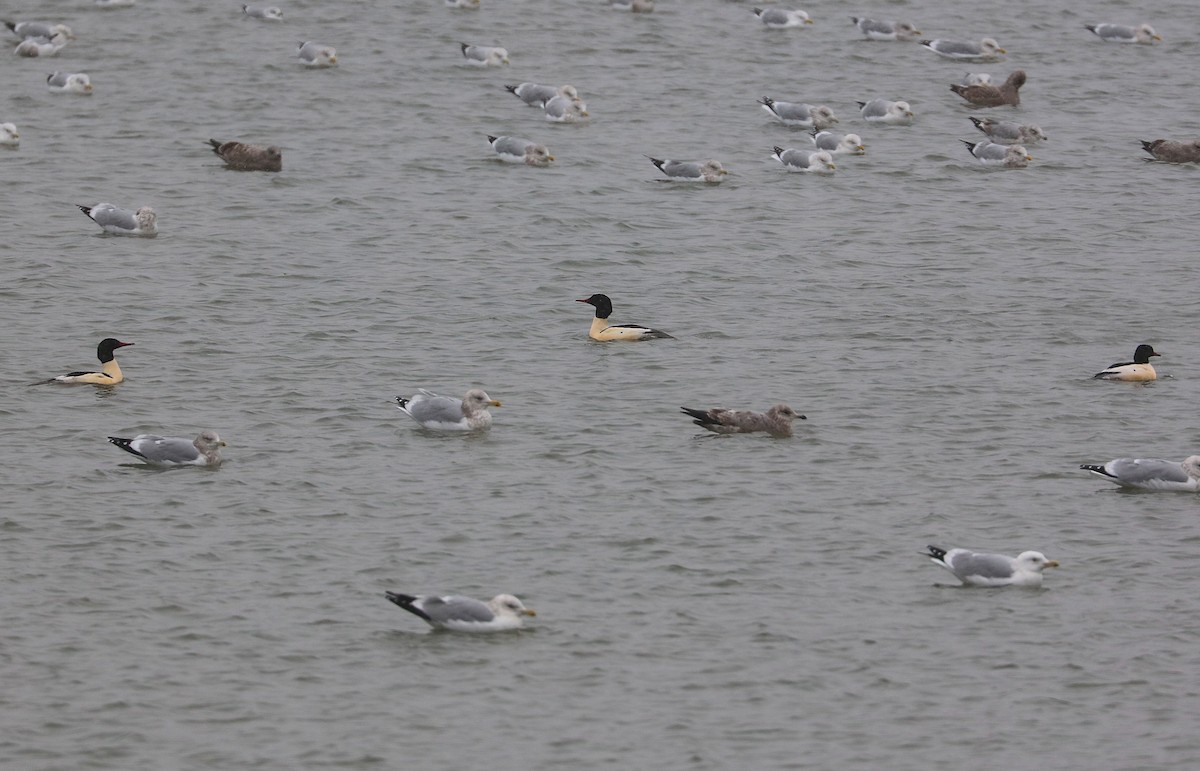 Common Merganser - ML646859540