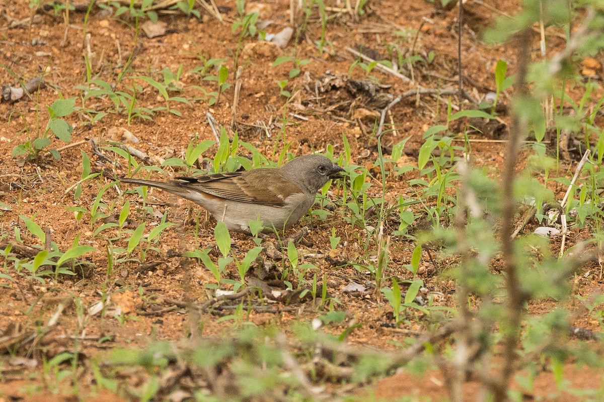 Southern Gray-headed Sparrow - ML646859541