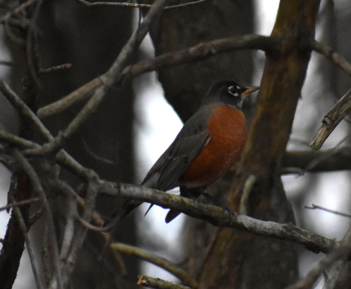 American Robin - ML646859543