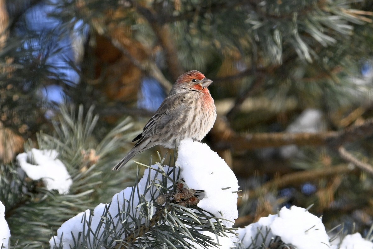 House Finch - ML646859544