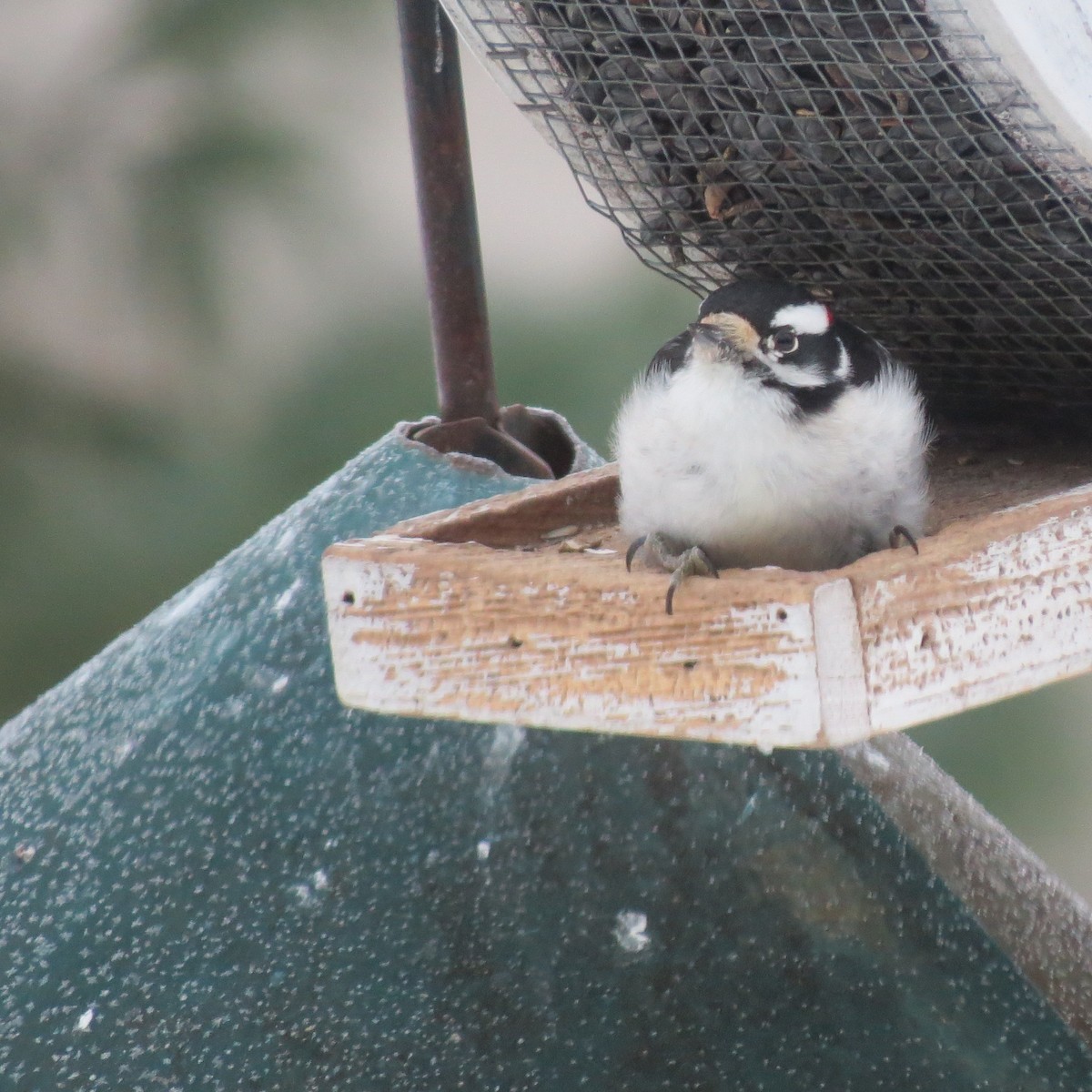 dunspett - ML646859545