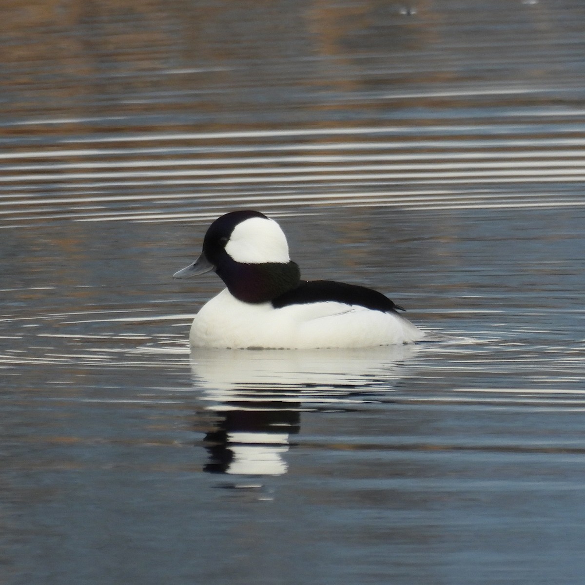 Bufflehead - ML646859546