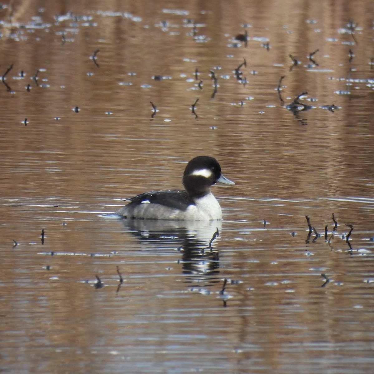Bufflehead - ML646859547