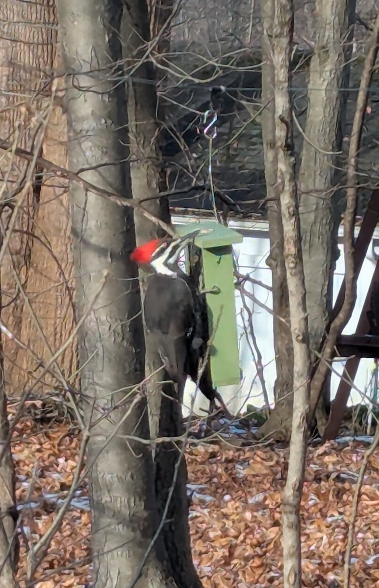 datel chocholatý - ML646859548