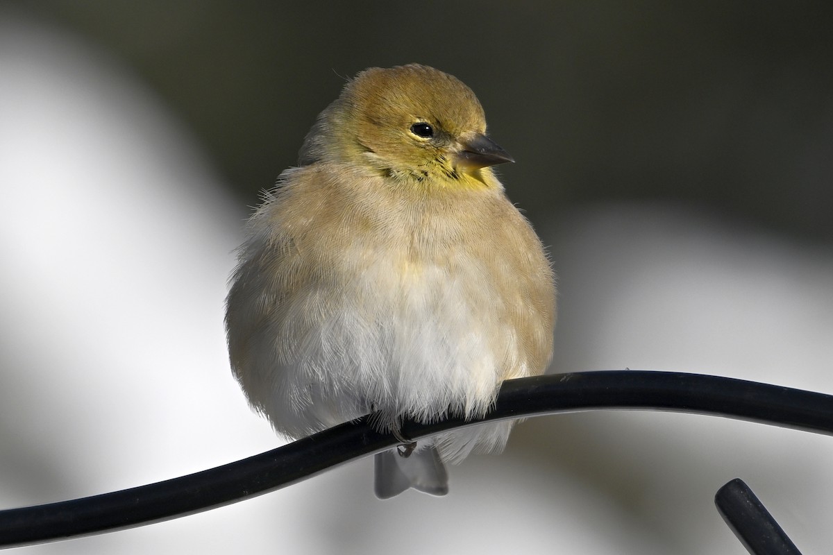 American Goldfinch - ML646859549