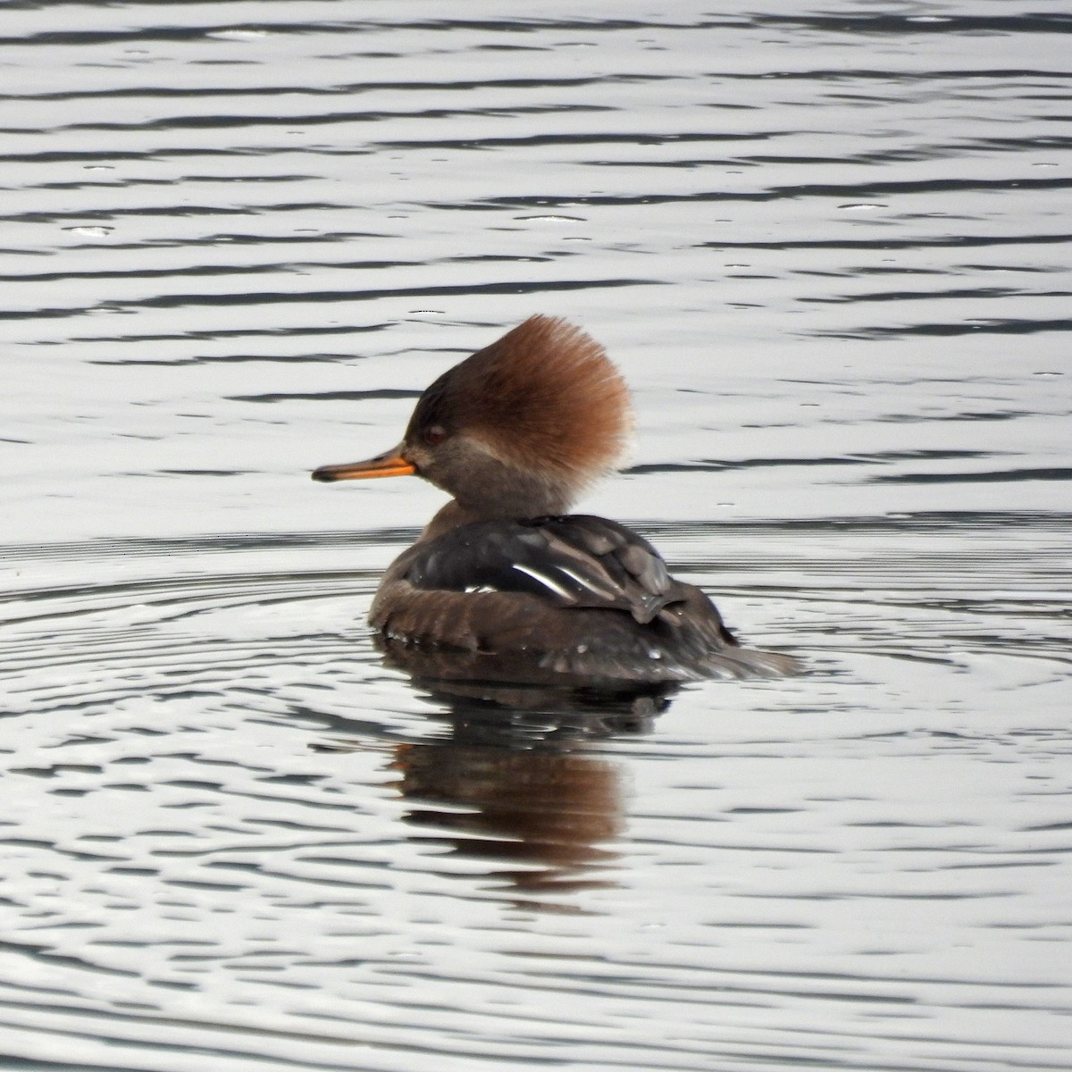 Hooded Merganser - ML646859550