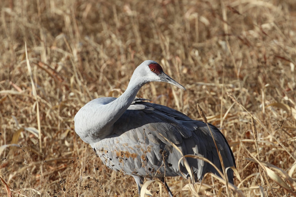 Sandhill Crane - ML646859551