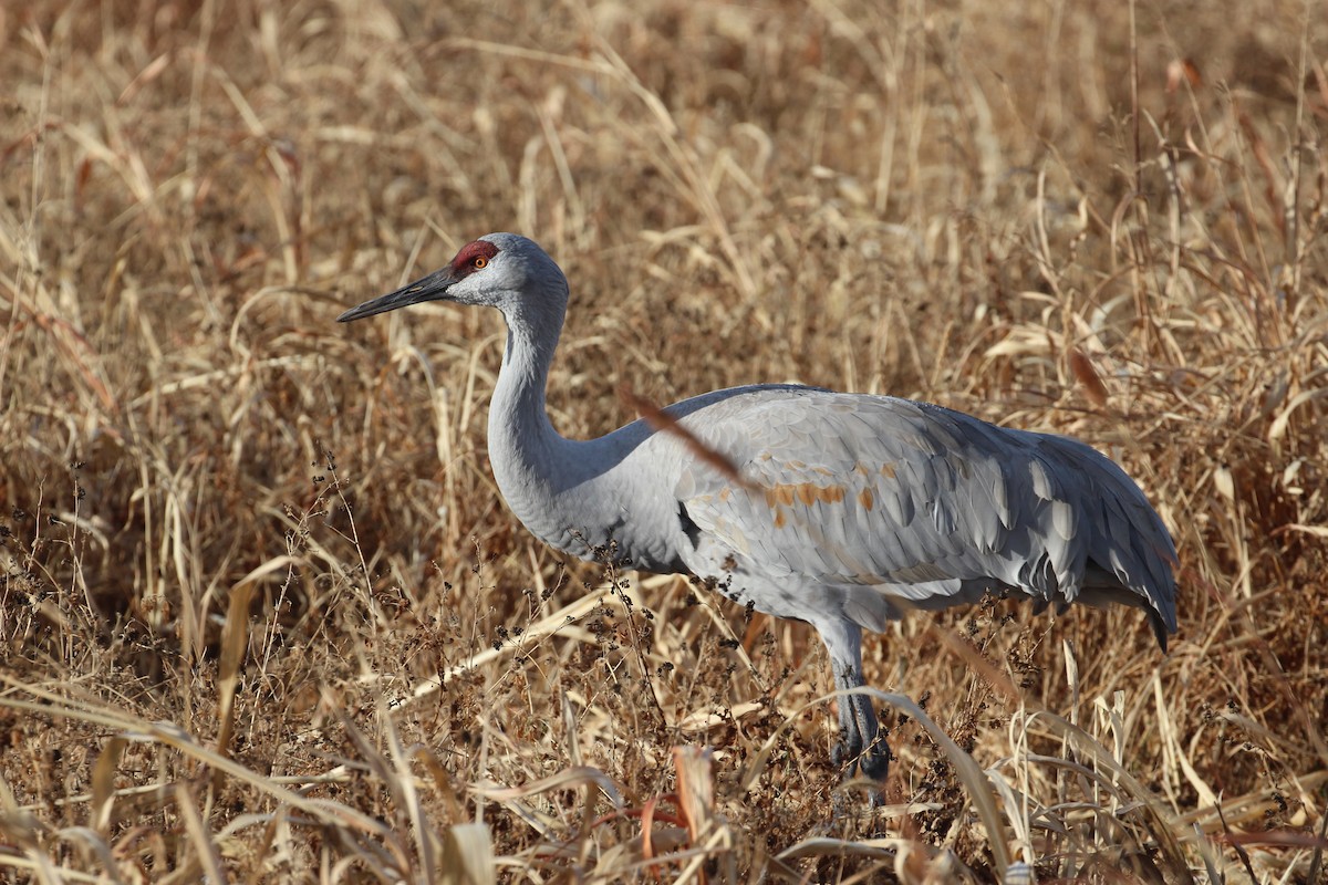 Sandhill Crane - ML646859552