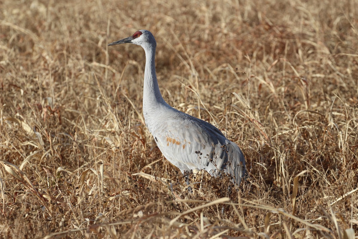 Sandhill Crane - ML646859553