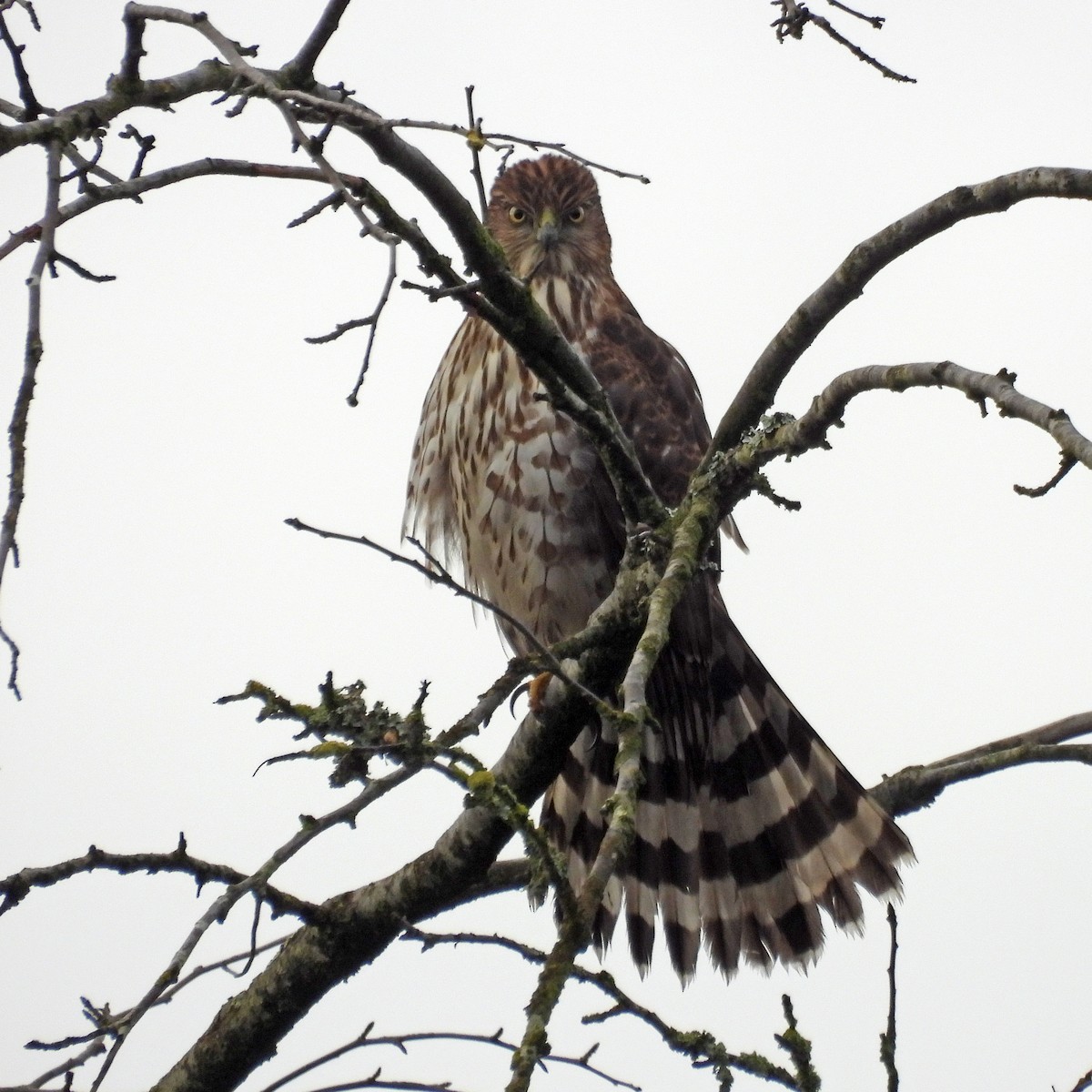 Cooper's Hawk - ML646859555