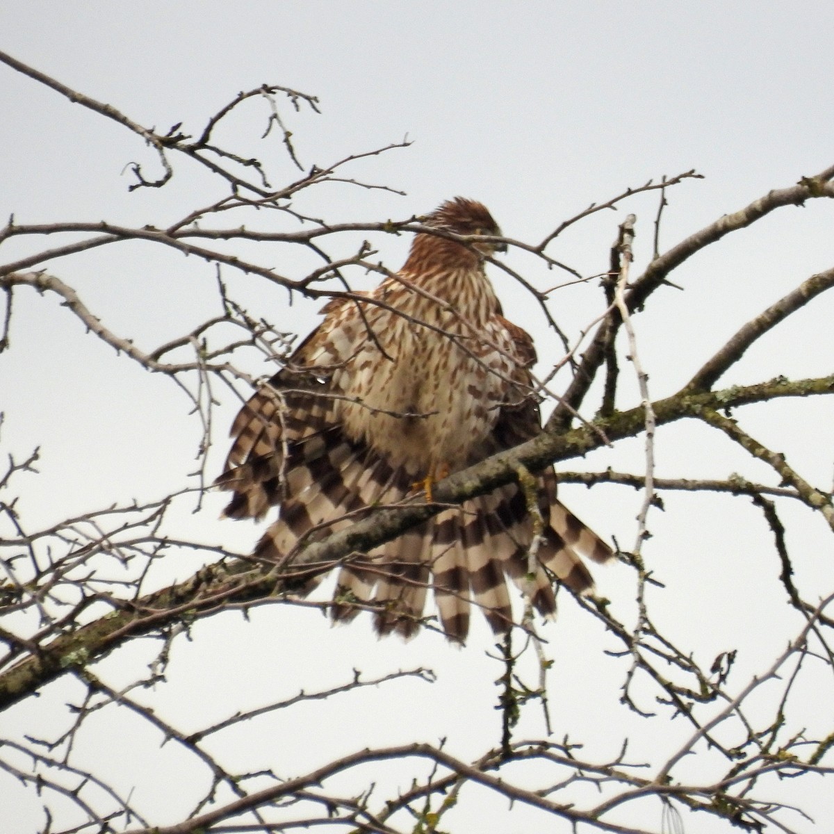 Cooper's Hawk - ML646859556
