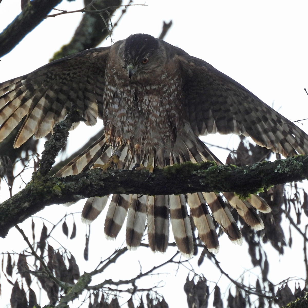 Cooper's Hawk - ML646859557