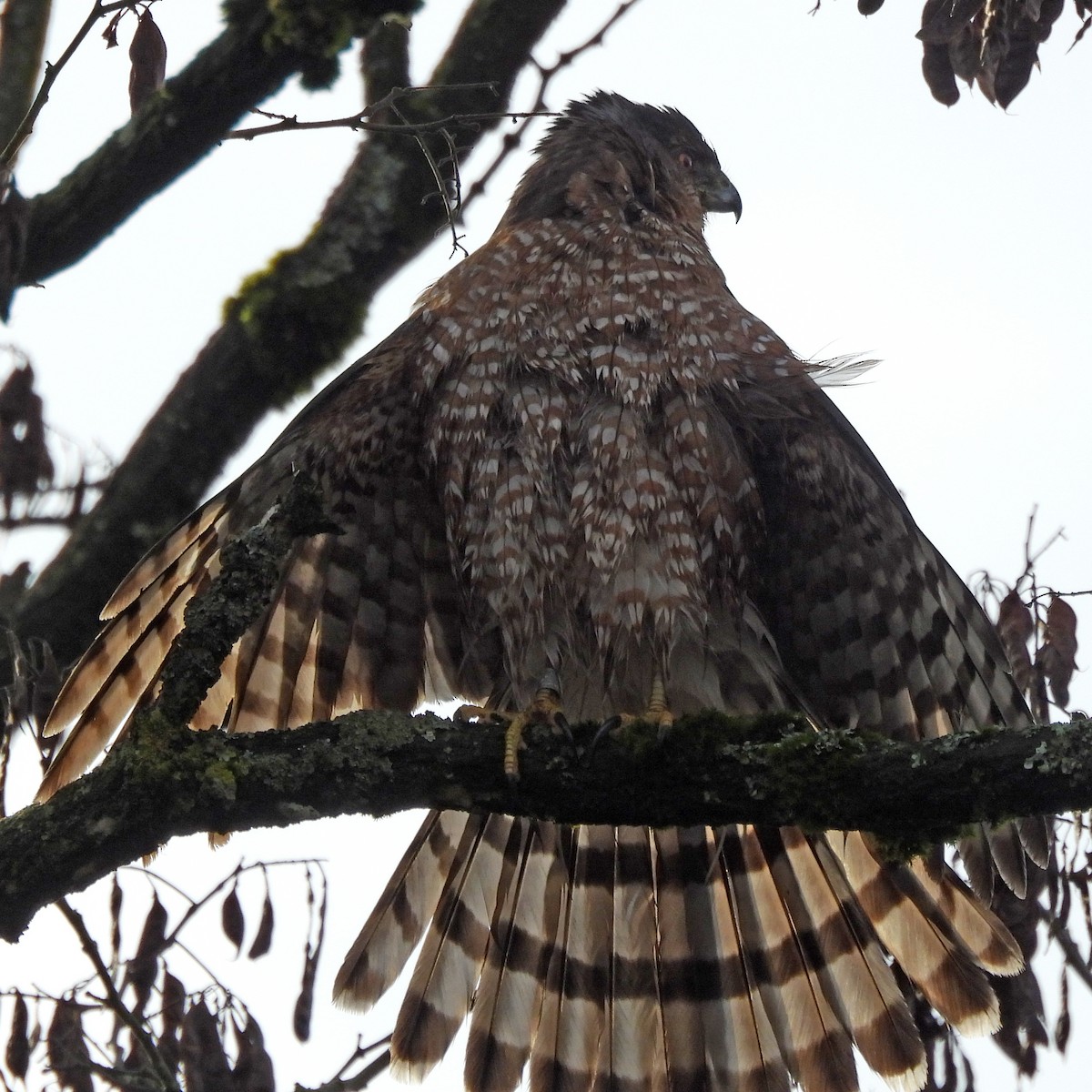 Cooper's Hawk - ML646859558