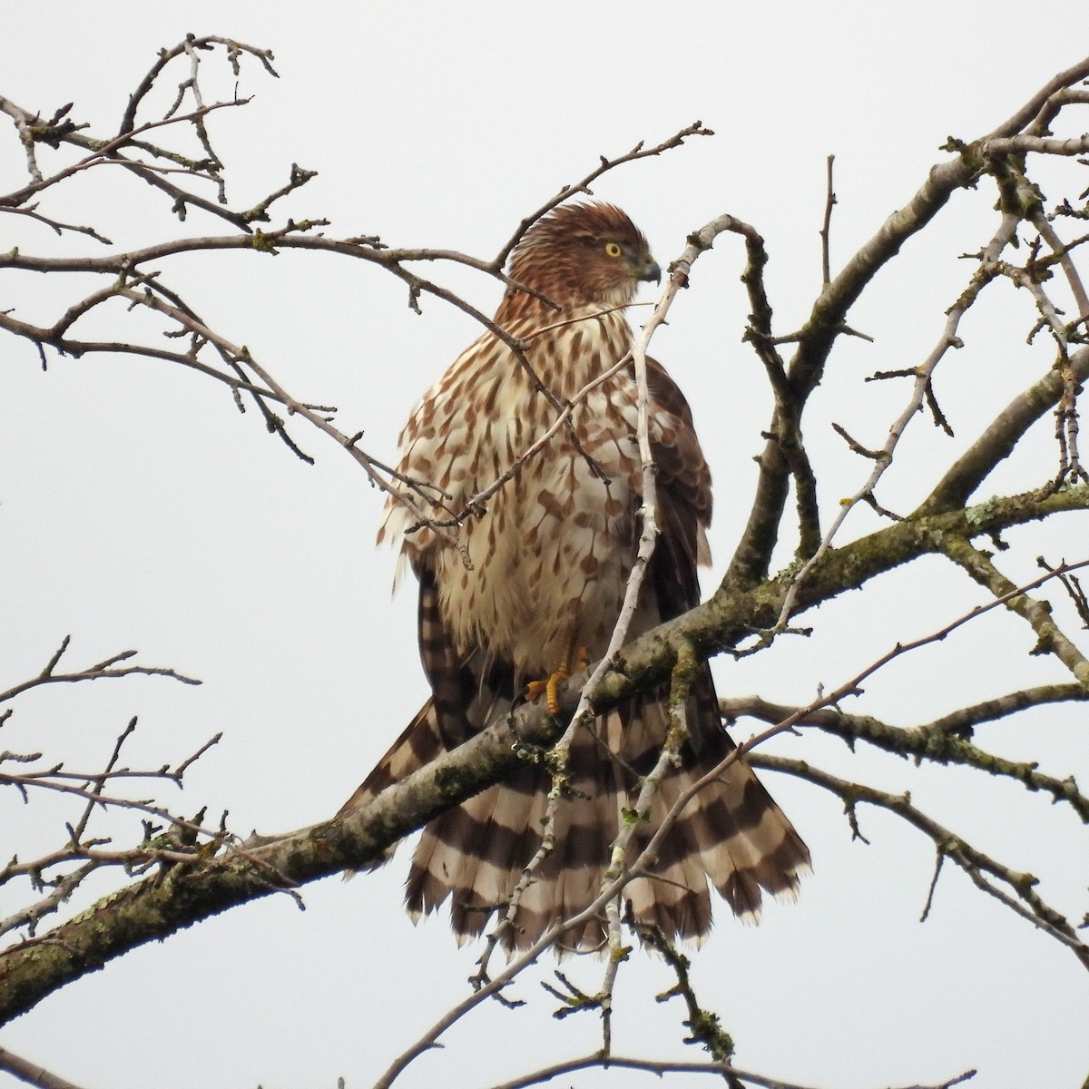 Cooper's Hawk - ML646859559