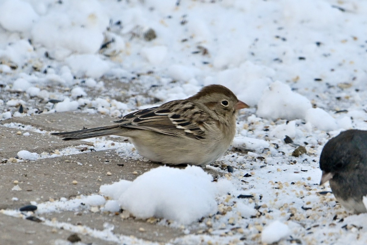 Field Sparrow - ML646859560