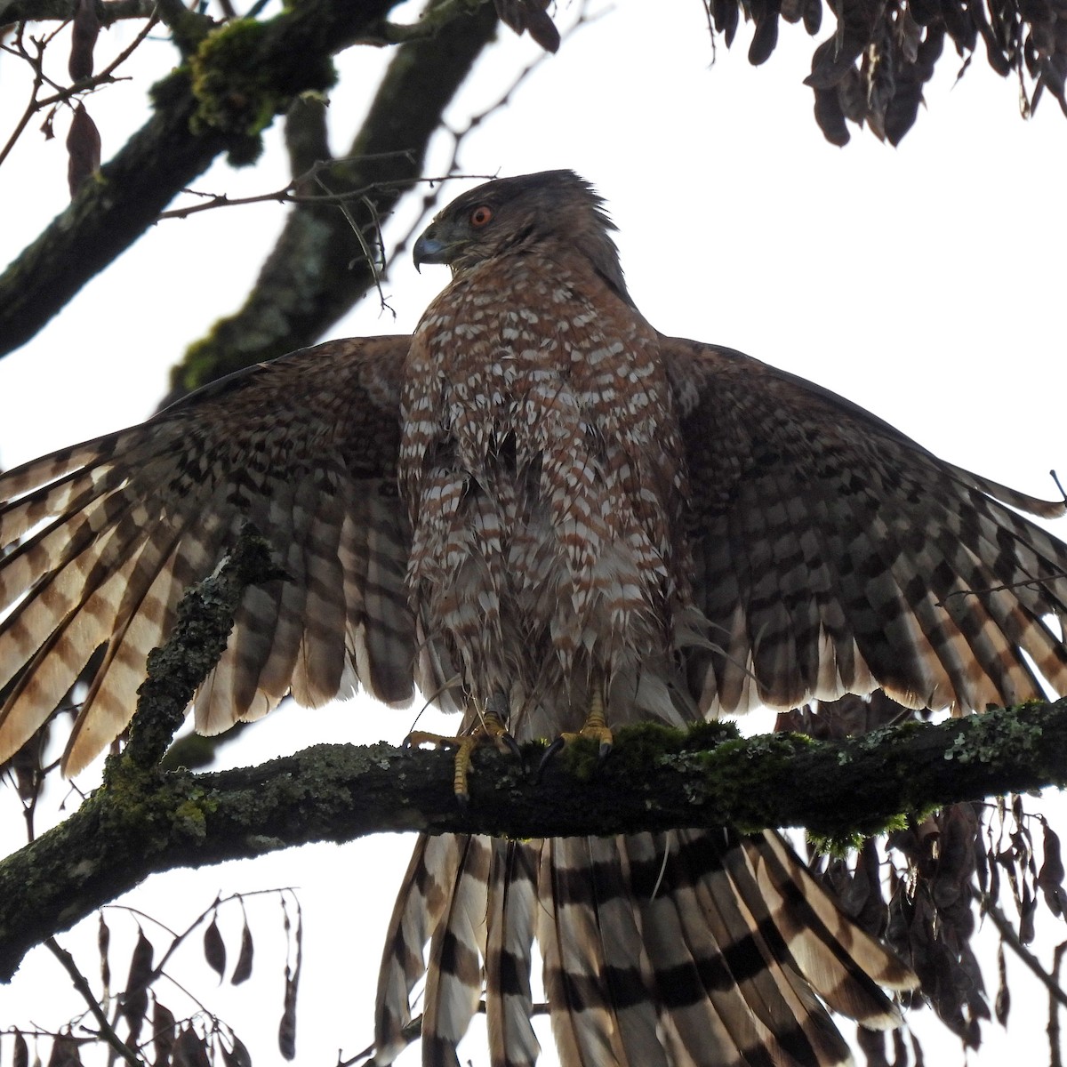 Cooper's Hawk - ML646859561