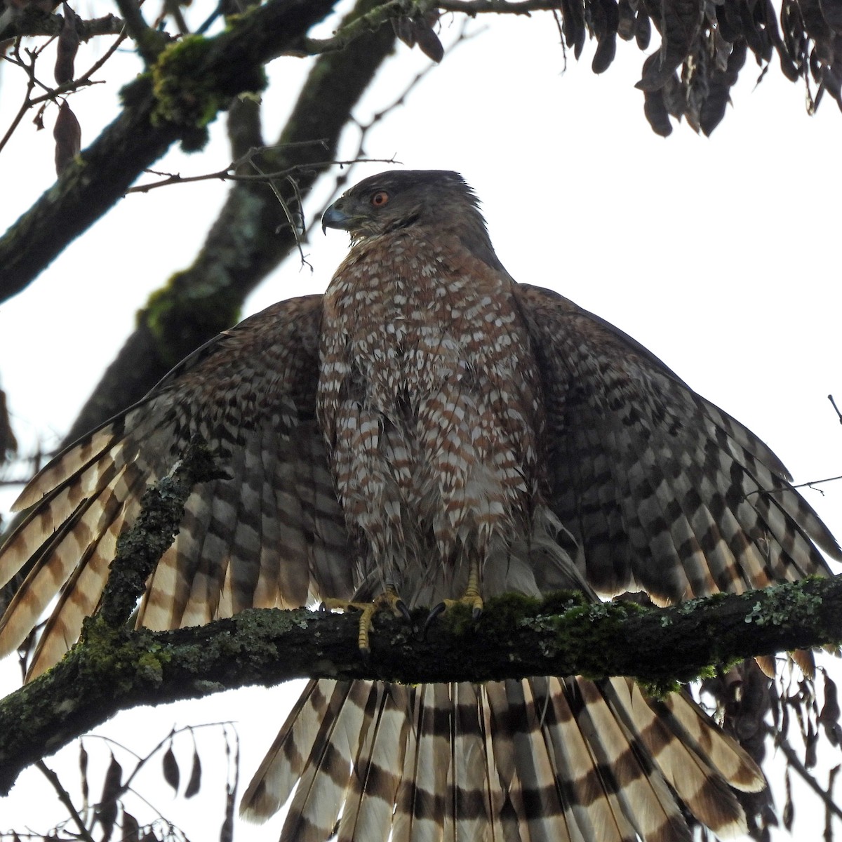 Cooper's Hawk - ML646859562
