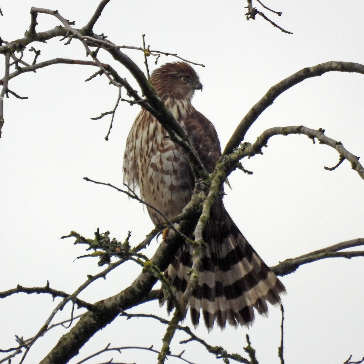 Cooper's Hawk - ML646859563