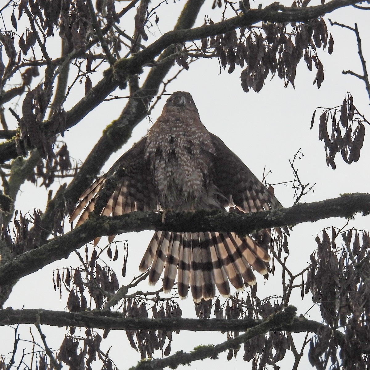 Cooper's Hawk - ML646859564
