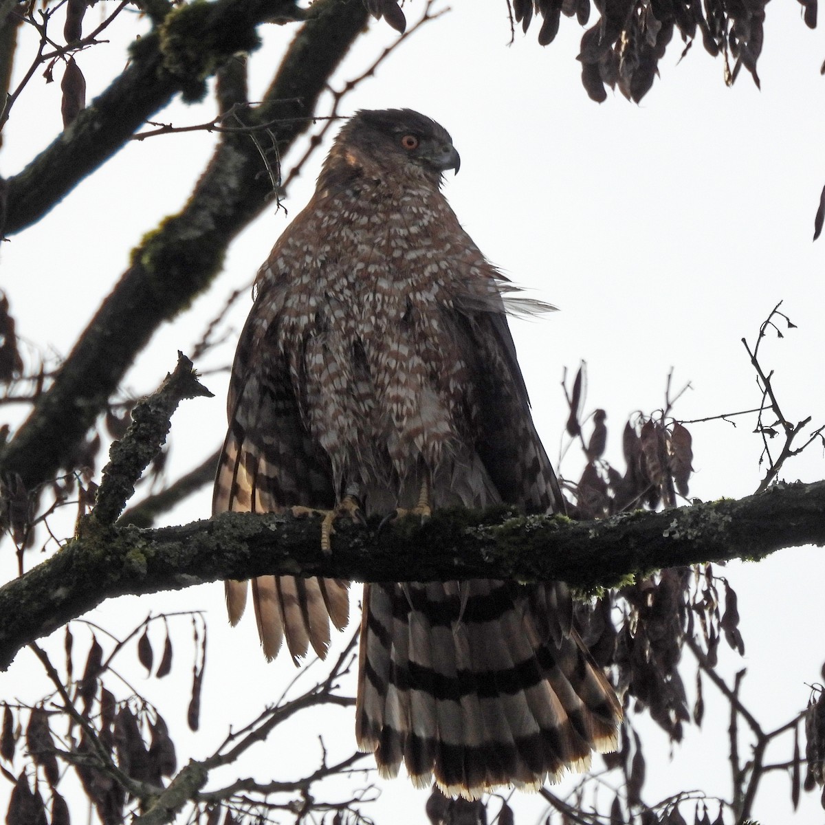 Cooper's Hawk - ML646859565