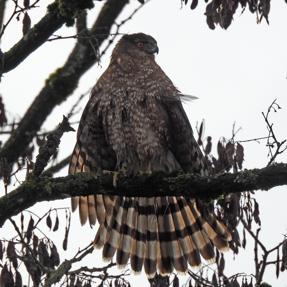 Cooper's Hawk - ML646859566