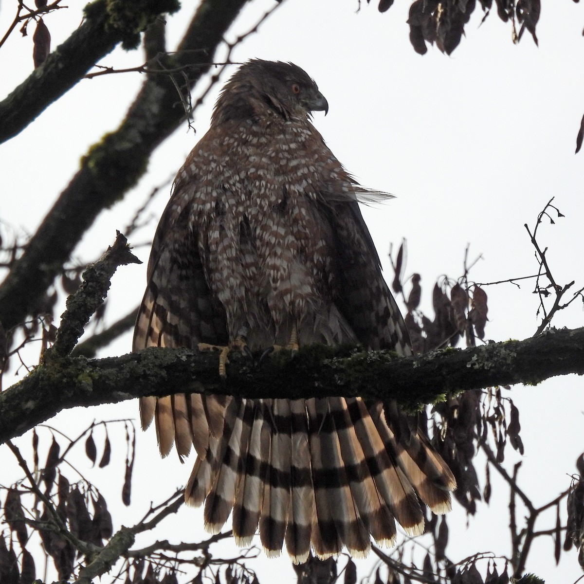 Cooper's Hawk - ML646859567
