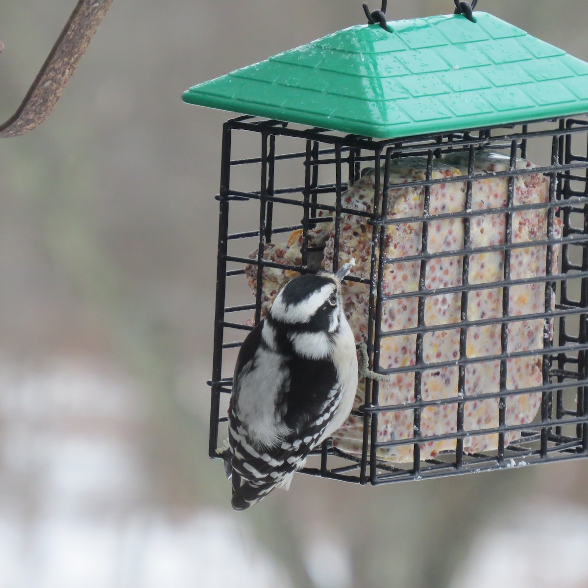 dunspett - ML646859568