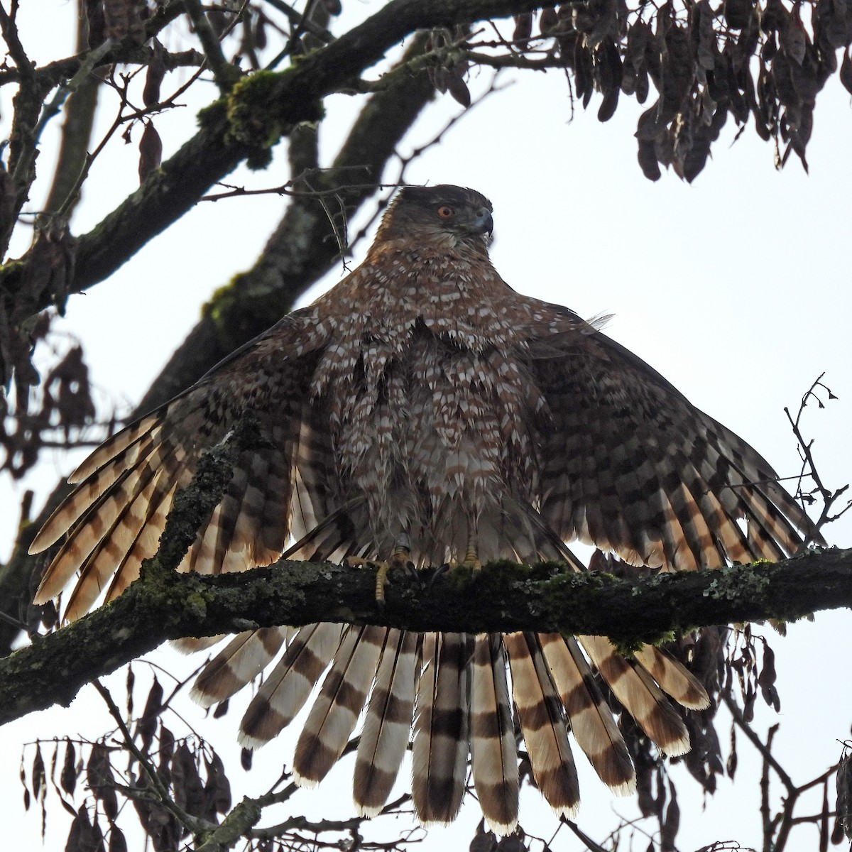Cooper's Hawk - ML646859569