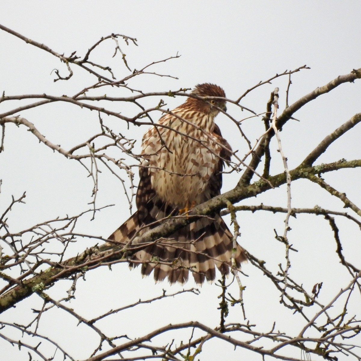 Cooper's Hawk - ML646859570