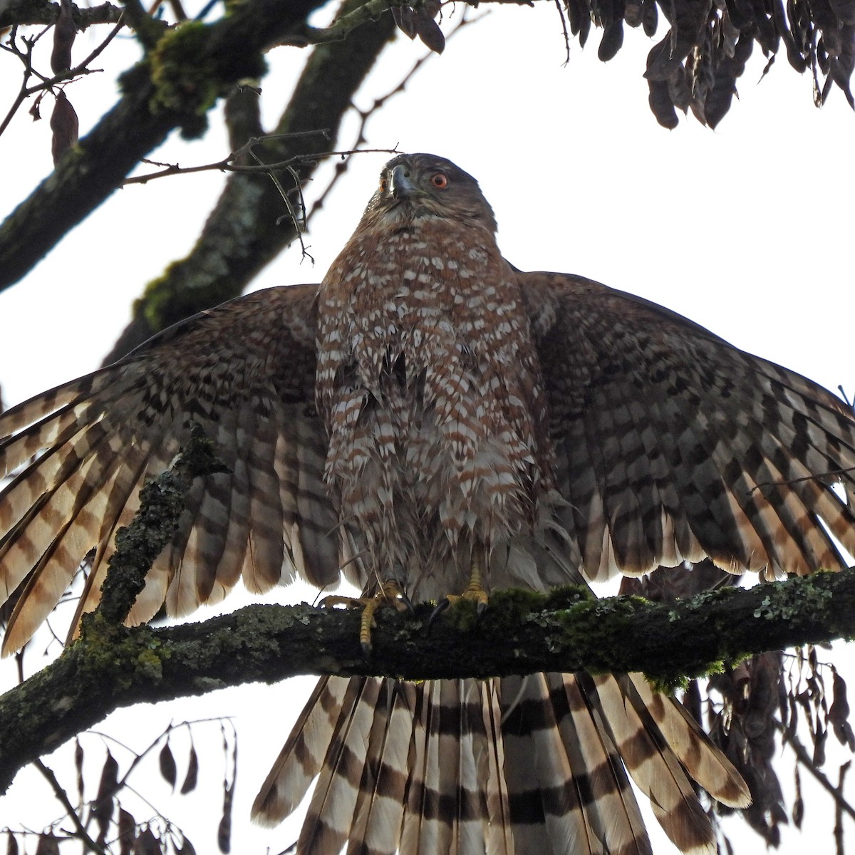 Cooper's Hawk - ML646859571