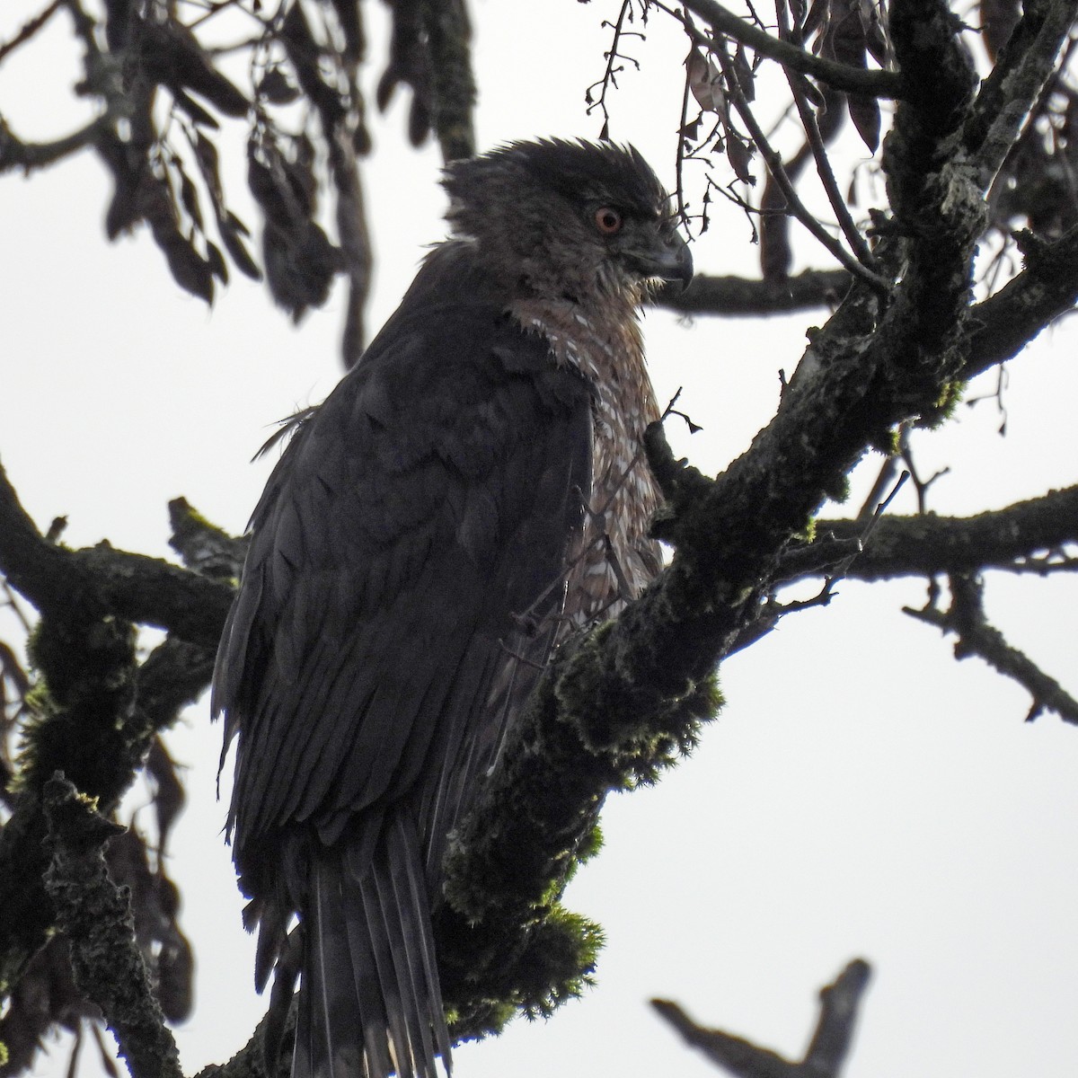Cooper's Hawk - ML646859572
