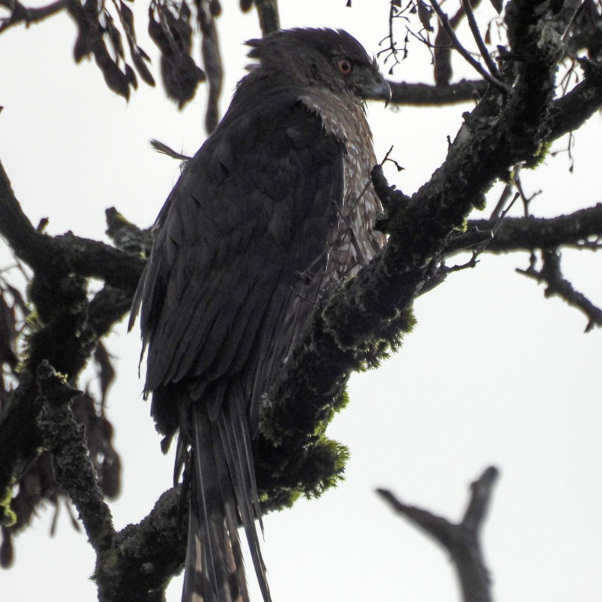 Cooper's Hawk - ML646859573