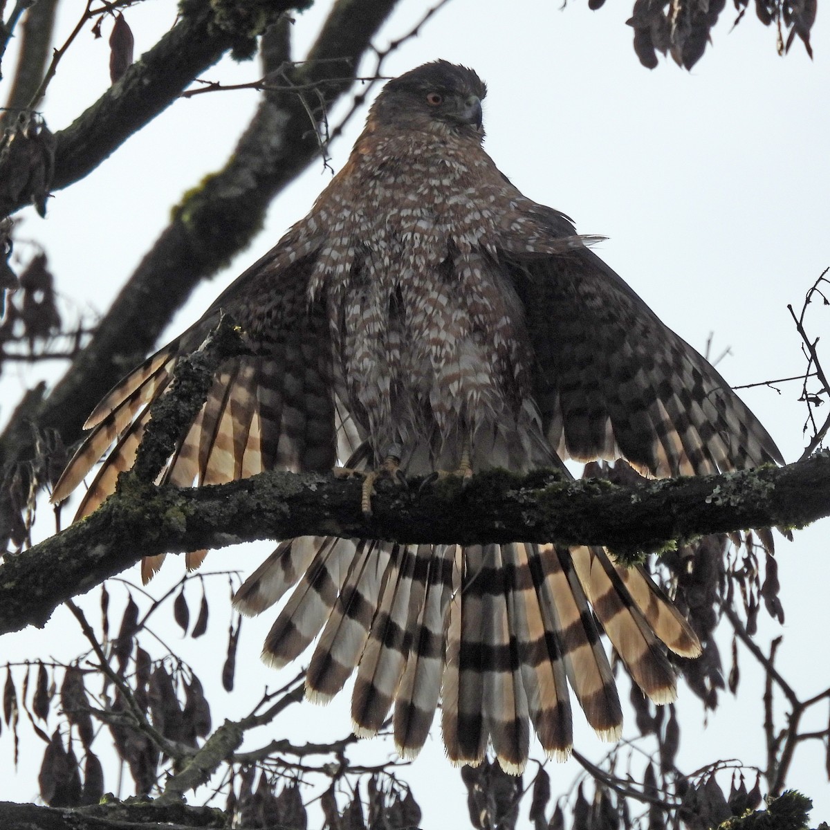 Cooper's Hawk - ML646859574