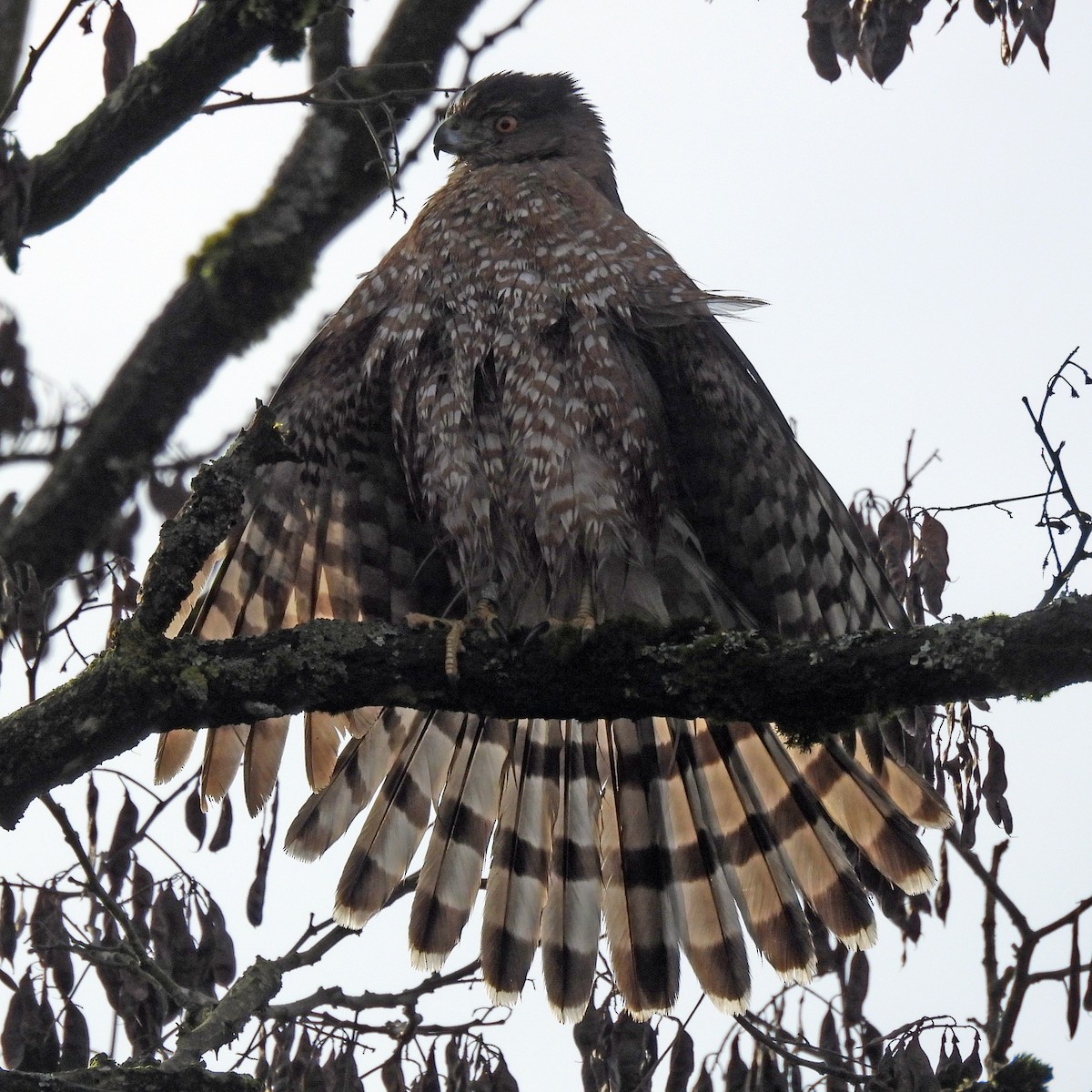 Cooper's Hawk - ML646859575