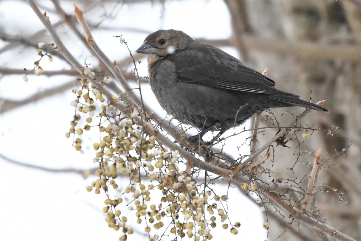 コウウチョウ - ML646859576